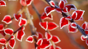 Frosty leaves, frost, frozen, graphy, fall, , frosty, leaves, abstract, autumn, nature, leaf, , macro, frosted HD wallpaper
