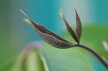 Grass, Leaves, Plant, Macro HD wallpaper