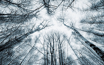 Trees, sky, forest, tree HD wallpaper