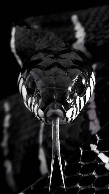 Dark serpent, , Snake's agility, Captivating visuals HD phone wallpaper
