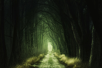 Dark, dirt road, trees, scary way HD wallpaper