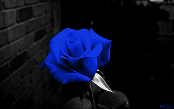 blue flower, dany, mna, jony, sarah HD wallpaper