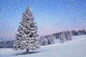 Snowy Tree, Snowfall HD wallpaper