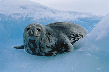 Animals, Ice, Cat, Seal, North HD wallpaper