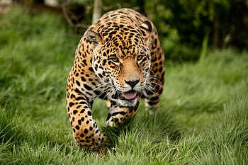 *** Running Panther ***, running, animals, panther, geaas, green HD wallpaper