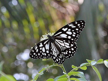 A Moment of Happiness, wings, butterfly, black and white, lovely, beauty HD wallpaper