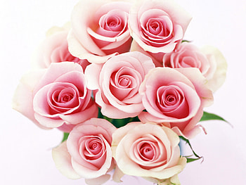 Pink Roses !!!, rose, pink, nature, flower HD wallpaper