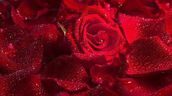 Nature's Velvet Rose: Elegance, nature, rose HD wallpaper