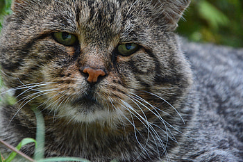 Animals, Cat, Muzzle, Sad HD wallpaper