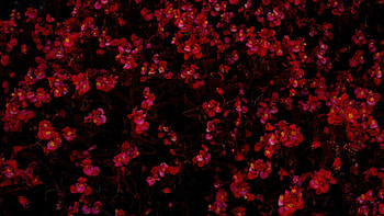 Red Flowers Bed , flowers, red, nature HD wallpaper