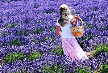 Flowers for Mom, lavendar, skirt, top, girl, pink dress, basket, purple, field, flowers HD wallpaper