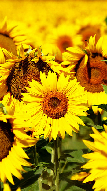 Sunflowers in a field, Breathtaking beauty, , Vibrant yellow petals HD phone wallpaper