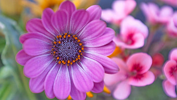 Purple Daisy Flower, purple, daisy, petals, nature, flowers, macro HD wallpaper