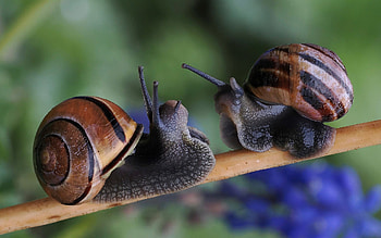 Snails, creepy, animals, macro HD wallpaper
