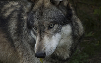 Animals, Wolfs HD wallpaper