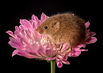 Mouse in flower, Mouse, plant, nature, flower HD wallpaper