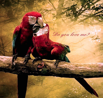 Do you........, couple, birds, parrots, love HD wallpaper