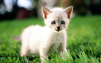 Animals, Grass, Light, Kitty, Kitten, Light Coloured, Color HD wallpaper