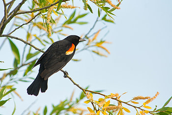 Animals, Bird, Branch, Thrush HD wallpaper