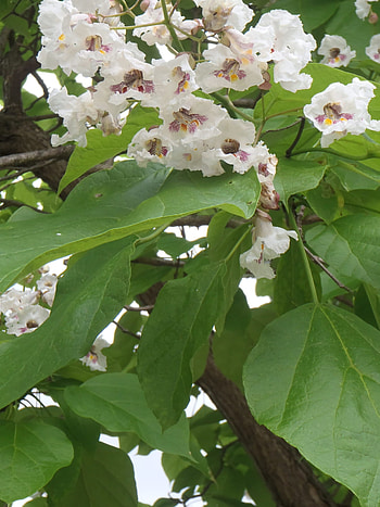 Bee sweet nature, Naturally speaking, Northern catalpa tree HD phone wallpaper