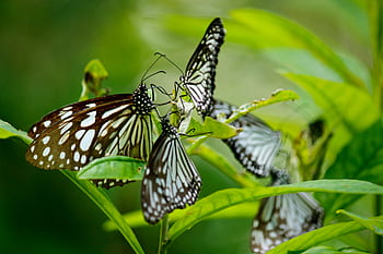 Beautiful close-up of multiple butterflies resting on vibrant green leaves. HD wallpaper