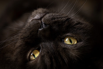 Cat, upside down, black, pisici, yellow, eyes, face HD wallpaper