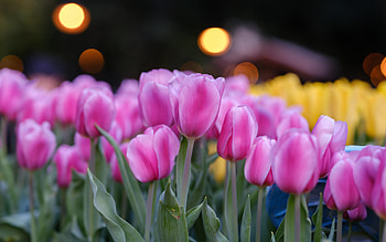 pink tulips, spring flowers, spring, tulips, background with pink tulips, Netherlands HD wallpaper