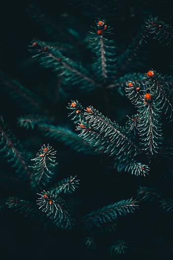 Macro, Branch, Spruce, Fir, Thorns, Prickles HD phone wallpaper