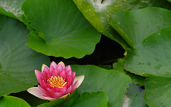 Flowers, Water, Leaves, Lotus, Flower, Lily, Water Lily HD wallpaper
