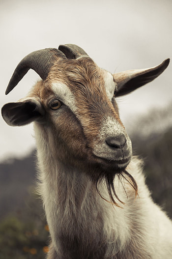 Color palette inspiration, Vibrant goat , Artistic goat , Creative color combinations HD phone wallpaper