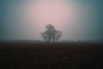 Nature, Wood, Tree, Fog, Gloomy, Gloomily HD wallpaper