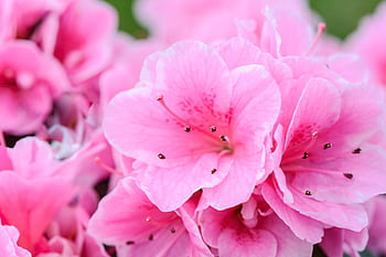 Vibrant close-up of pink azalea flowers in full bloom, perfect for floral backgrounds. HD wallpaper