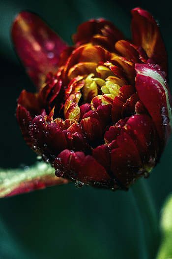 Drops, Macro, Close-Up, Tulip HD phone wallpaper