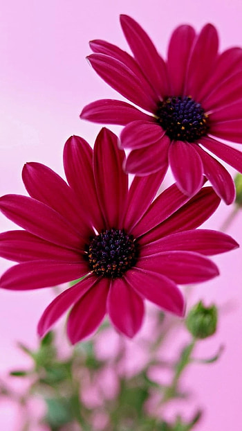 Flower, Red Flower HD phone wallpaper