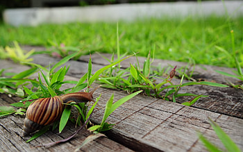 Animals, Grass, Wood, Wooden, Crawl, Snail HD wallpaper