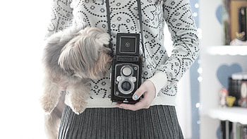 Miscellanea, Miscellaneous, Yorkshire Terrier, Mood, Camera, Sweater HD wallpaper