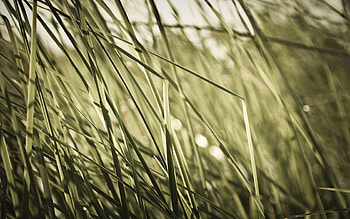 Grass, Macro, Field, Shadow HD wallpaper