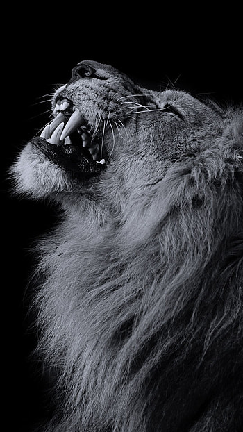 Black Lion Hupages . Lion , Lion graphy, Wild animal, Wild Animal Black and White HD phone wallpaper