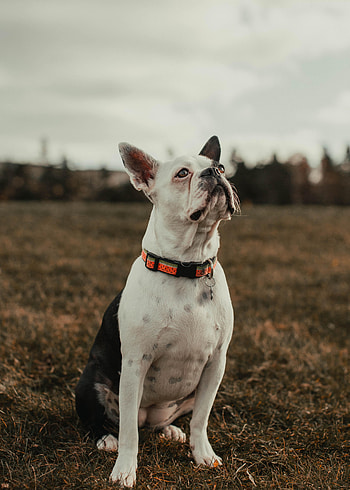 Animals, Dog, Pet, Sight, Opinion, Bulldog HD phone wallpaper