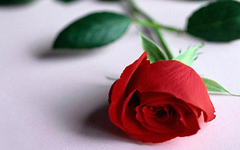 Flower Delivery, other, rose, single, red HD wallpaper