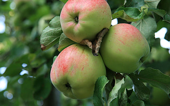 Filippa, Apple Trees HD wallpaper