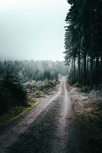 Nature, Trees, Road, Forest, Fog HD phone wallpaper