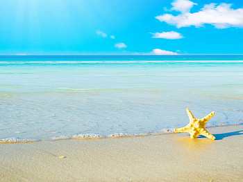 Dancing with the sun, sea, animal, starfish, summer, sand, beach HD wallpaper