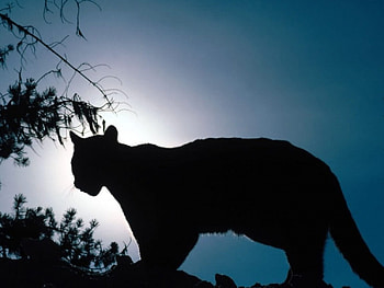 Moonlighting cougar, animals, cougar HD wallpaper