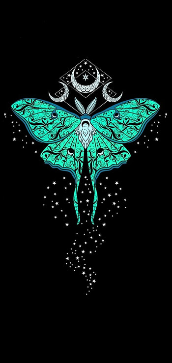 Moonlight Moth, moon, night HD phone wallpaper