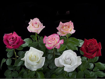 Roses, leaves, nature, flowers HD wallpaper