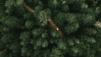 A drone shot capturing a car traveling on a secluded forest road amidst dense green trees. HD wallpaper