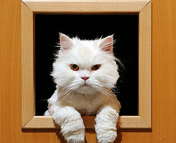 white cat, cool, cat, white HD wallpaper