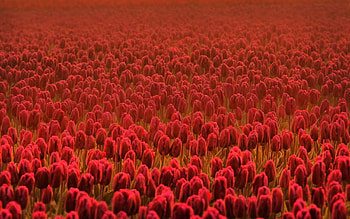 Flowers, Plantation, Spring, Tulip HD wallpaper