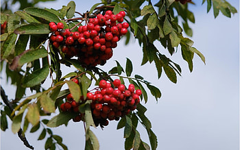 Rowan, Latvia, rowanberries, tree, macro HD wallpaper